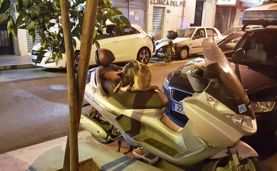 Gato sobre una moto