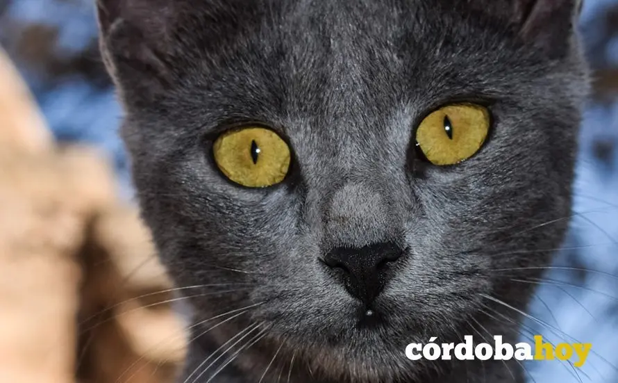 Gato