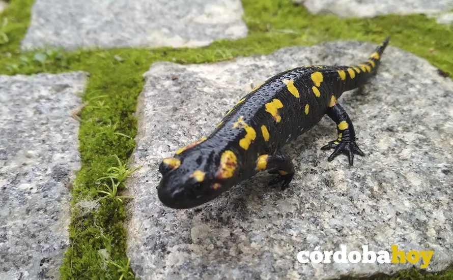 Salamandra