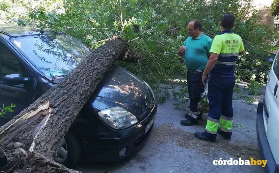 &Aacute;rbol ca&iacute;do en la calle El Laurel de C&oacute;rdoba 6