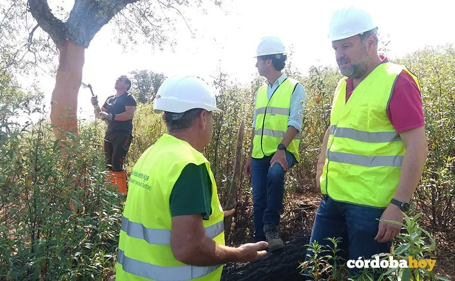 Francisco de paula Algar en la extracci&oacute;n de corcho en C&oacute;rdoba