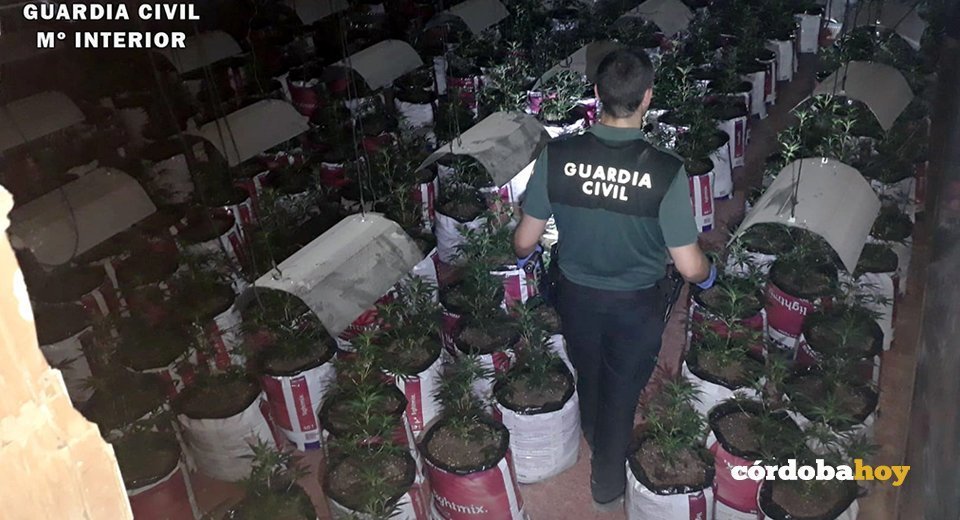 Marihuana incautada por la Guardia Civil de Fernán Núñez
