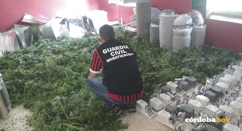 Marihuana incautada en Puente Genil por la Guadia Civil