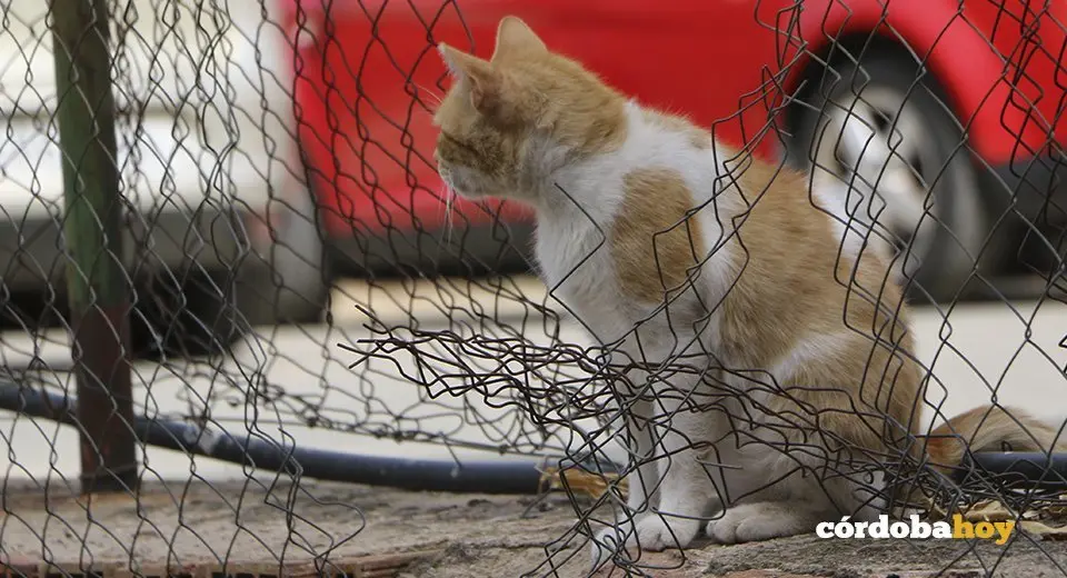 Gatos en una calle