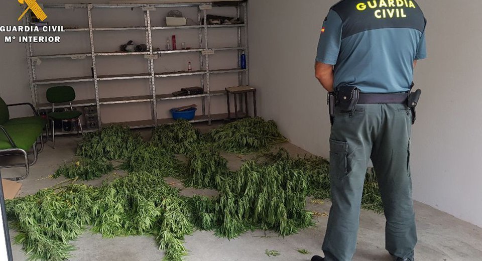 Plantación de Marihuana en Peñarroya-Pueblonuevo