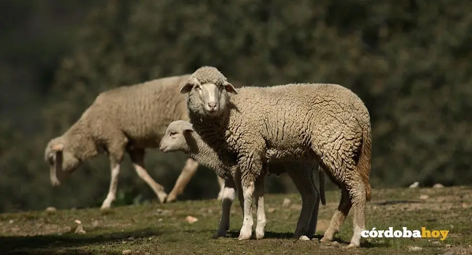 ovejas
