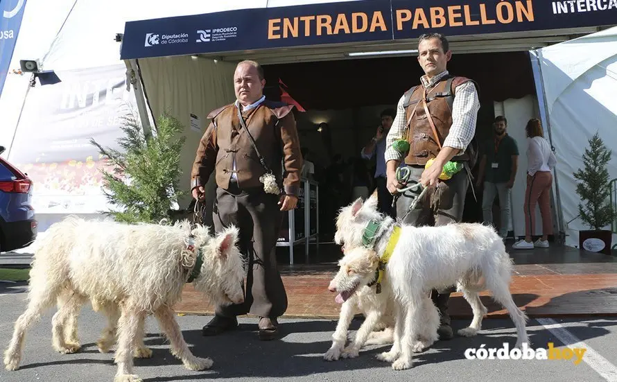 INTERCAZA 3