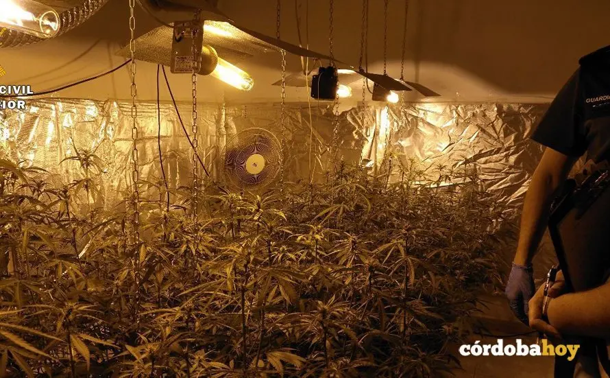 Marihuana incautada en Do&ntilde;a Menc&iacute;a