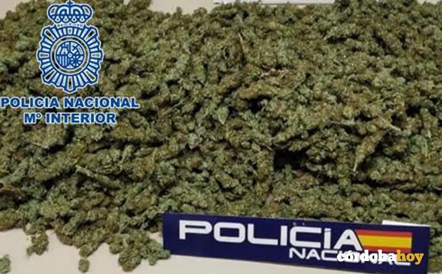 Cogollos de marihuana