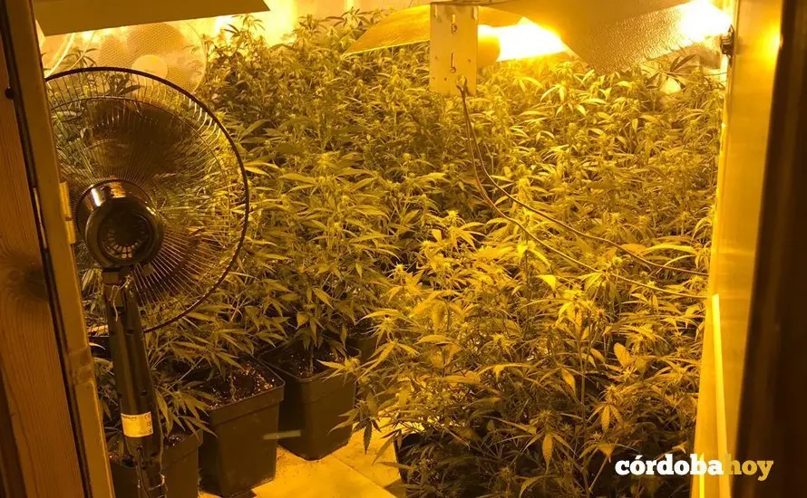 Marihuana aprehendida en Rute por la Guardia Civil