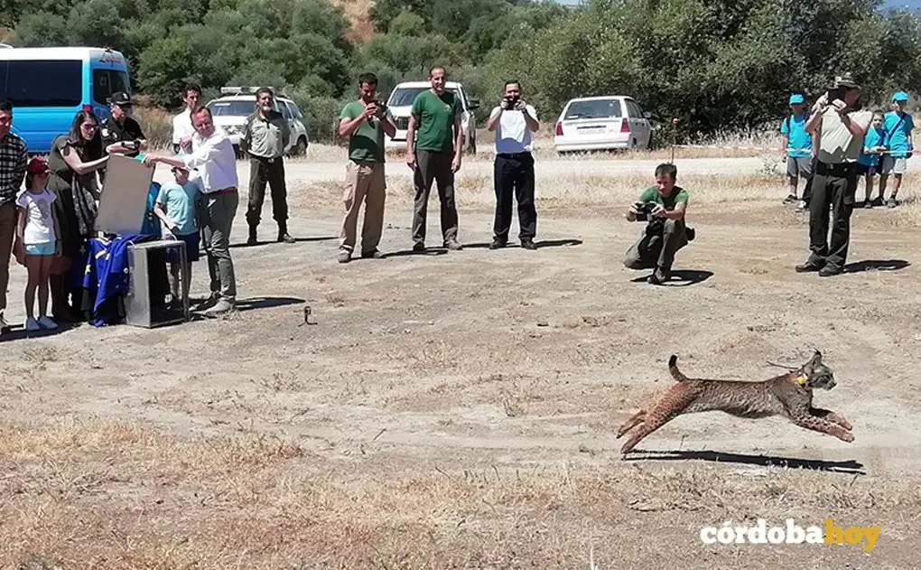 Liberaci&oacute;n del lince 'Pachorras' en el &aacute;rea del Guadalmellato