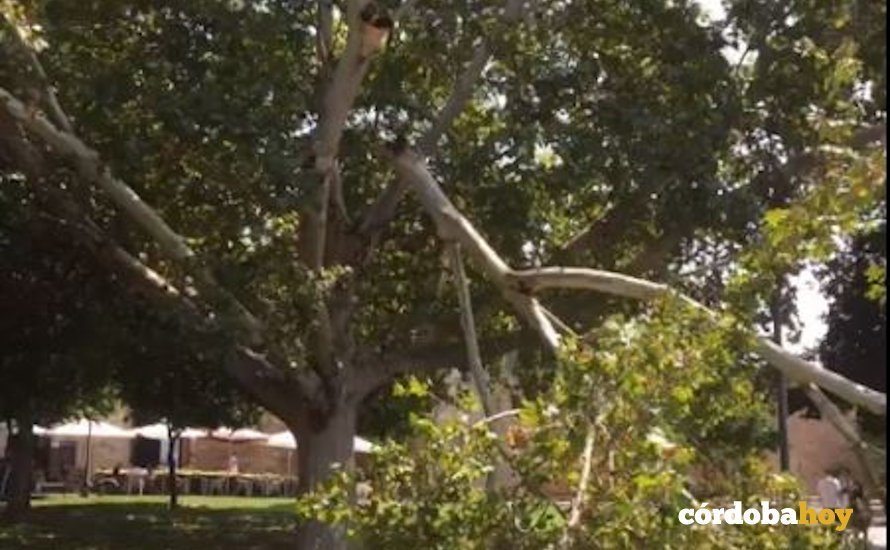 Captura del vídeo de la rama caída de un platanero cerca de la Cruz Roja