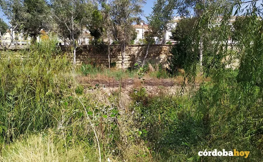 Vegetaci&oacute;n en la margen derecha del Guadalquivir a su paso por C&oacute;rdoba