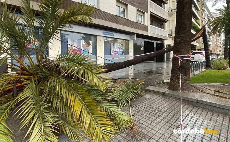 Palmera 1