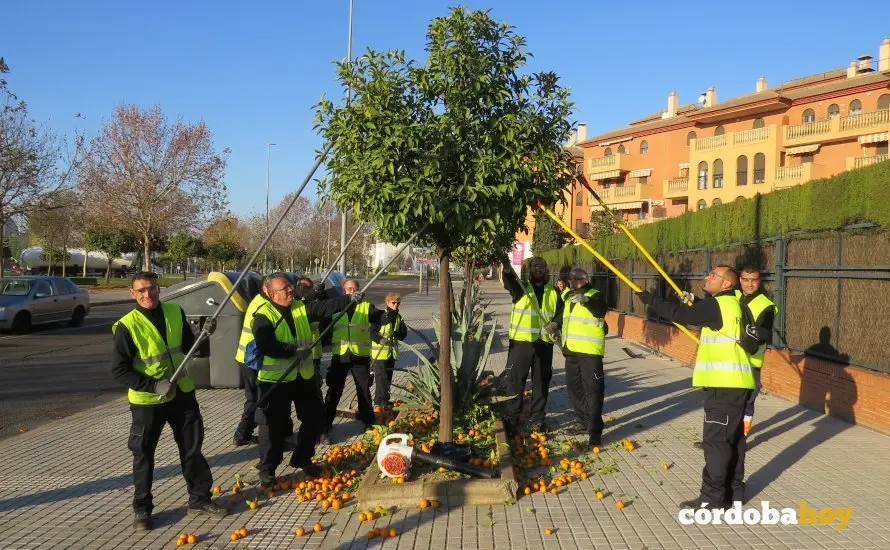 Trabajadores de Fepamic recogiendo naranjas en la zona de Mar&iacute;a la Jud&iacute;a