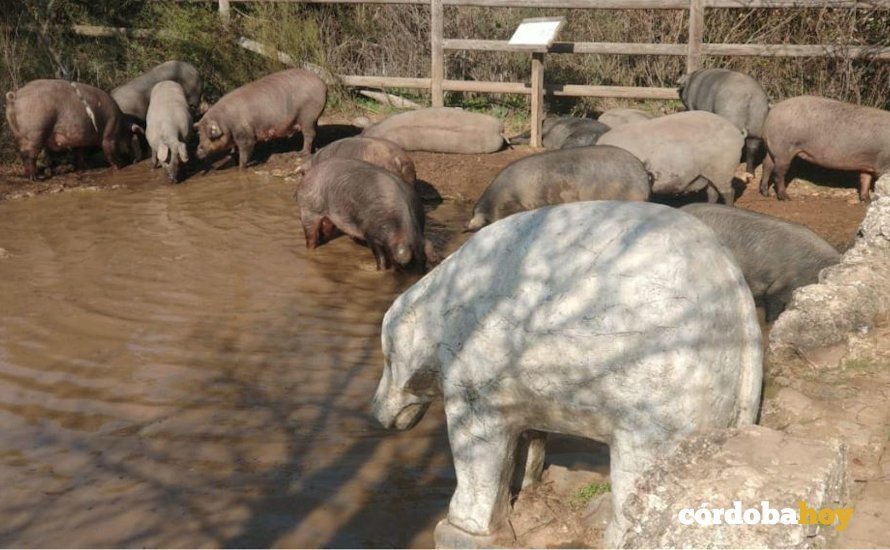 Fuente del elefante, llena de cerdos. FOTOGRAFÍA DE LA SOCIEDAD CORDOBESA DE HISTORIA NATURAL