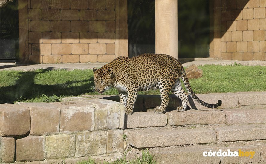 Leopardo de Sri Lanka en el Zoológico de Córdoba