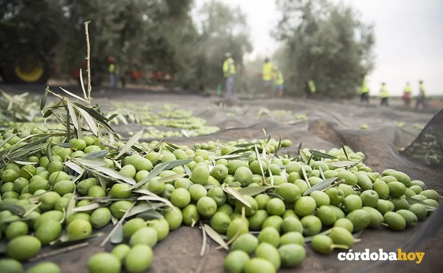 Recogida de aceitunas en la Campi&ntilde;a Sur cordobesa