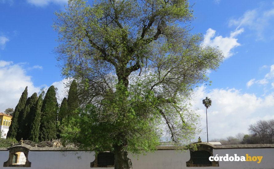 Fresno de la Granja del Estado, uno de los árboles singulares de esta lugar también conocido como Alameda del Obispo