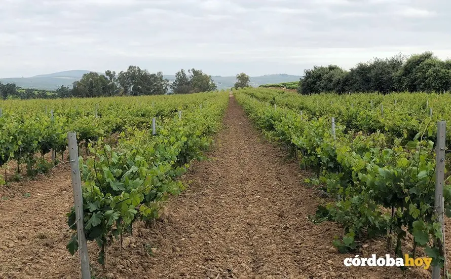 Vi&ntilde;edo en la Zona de Calidad de Montilla-Moriles