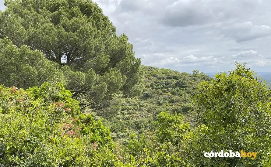 Bosque de sierra