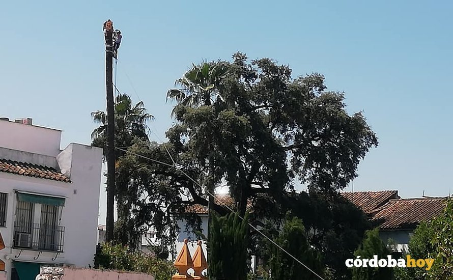 Tala de una palmera en Viana
