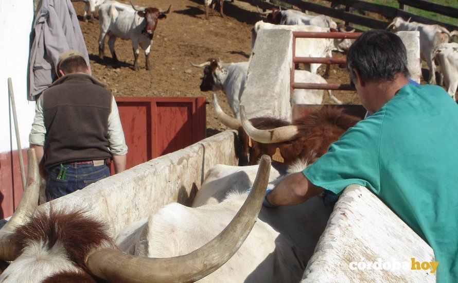 Un veterinario tratando a unas vacas