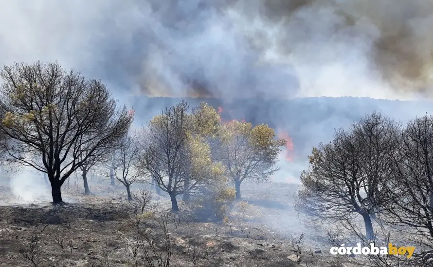 Incendio en el paraje el Malag&oacute;n, de Belalc&aacute;zar
