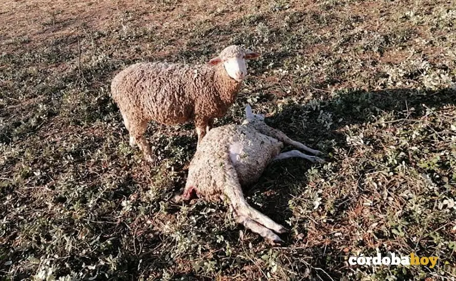 Oveja muerta en Los Pedroches por el granizo del martes