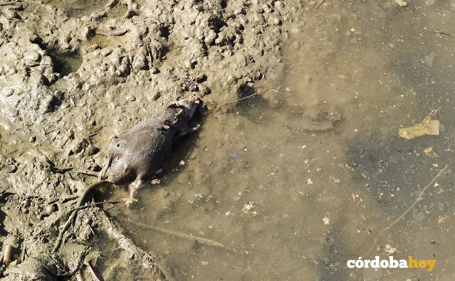 Rata muerta en la zona del río estos días