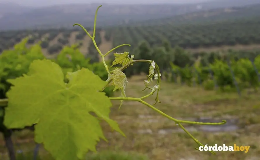 Vid con olivos de fondo