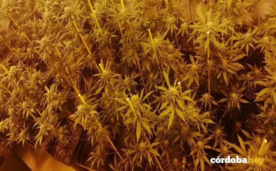 plantas