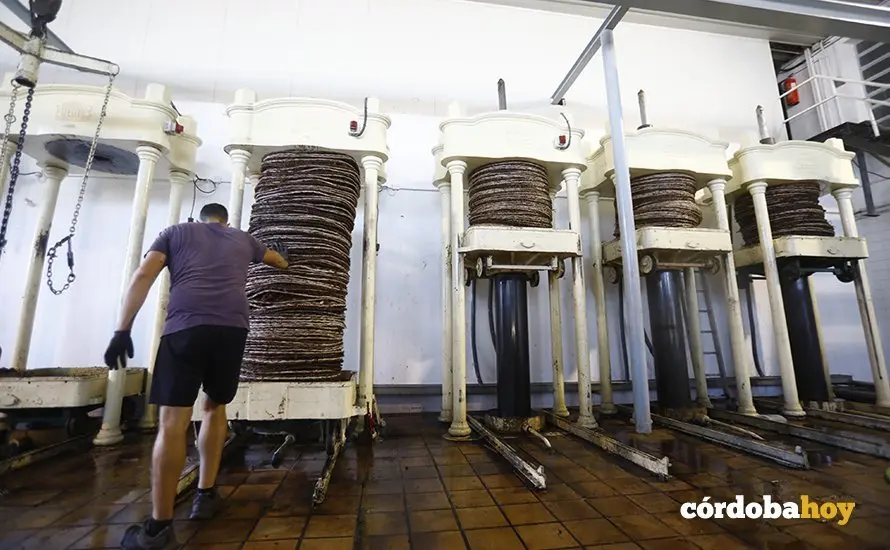 Paseras de la cooperativa de San Acacio, en Montemayor