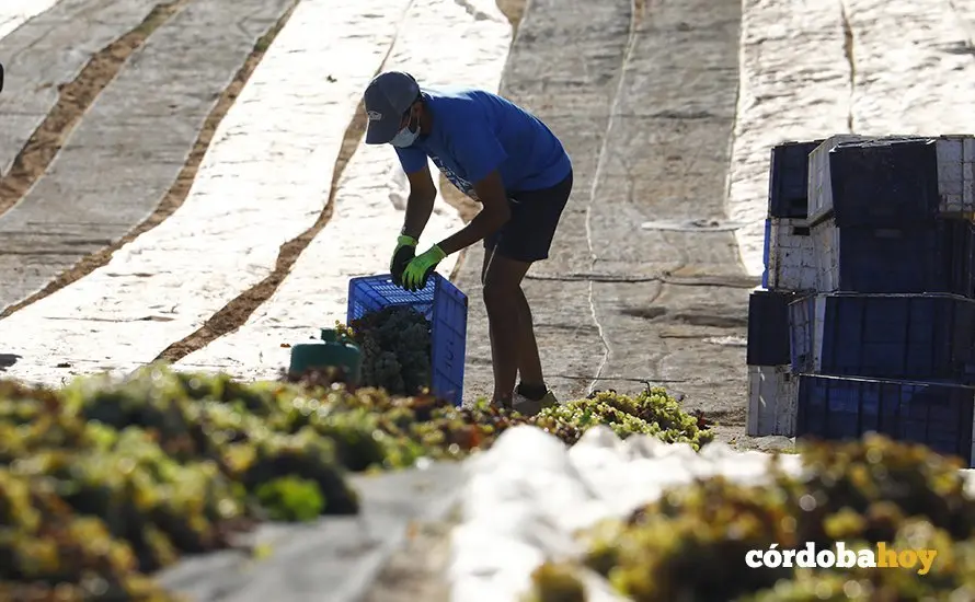 Paseras de la cooperativa de San Acacio, en Montemayor