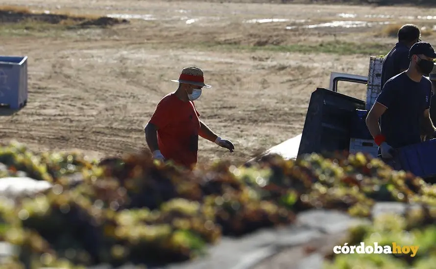Paseras de la cooperativa de San Acacio, en Montemayor