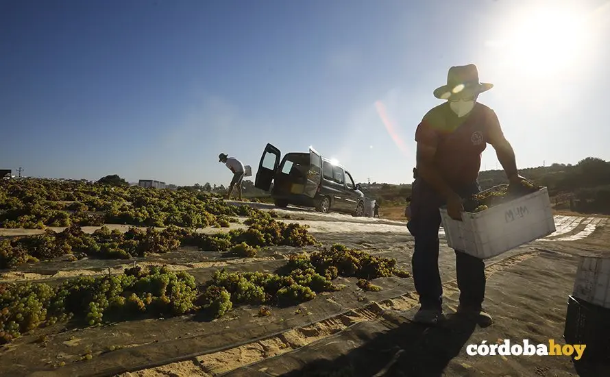 Paseras de la cooperativa de San Acacio, en Montemayor
