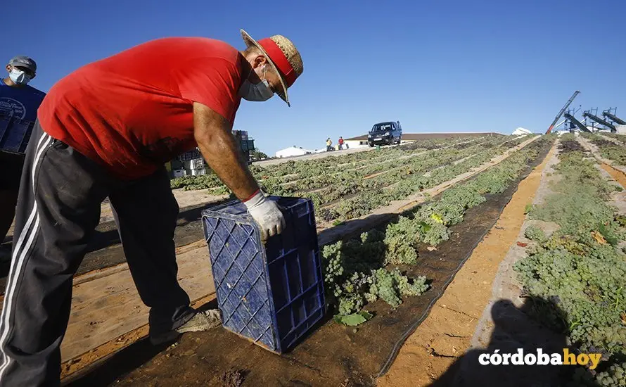 Paseras de la cooperativa de San Acacio, en Montemayor
