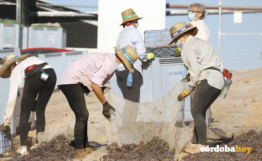Paseras de la cooperativa de San Acacio, en Montemayor
