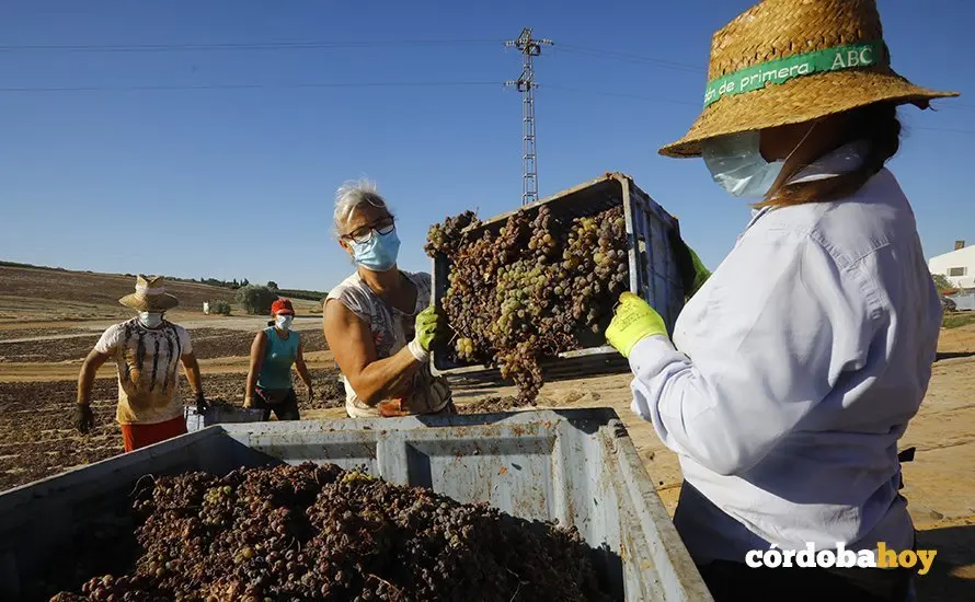 Paseras de la cooperativa de San Acacio, en Montemayor