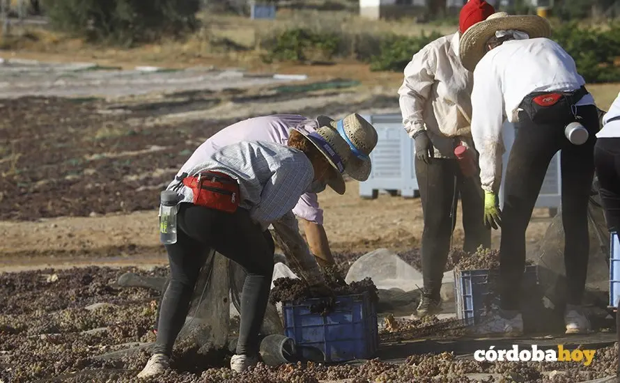 Paseras de la cooperativa de San Acacio, en Montemayor