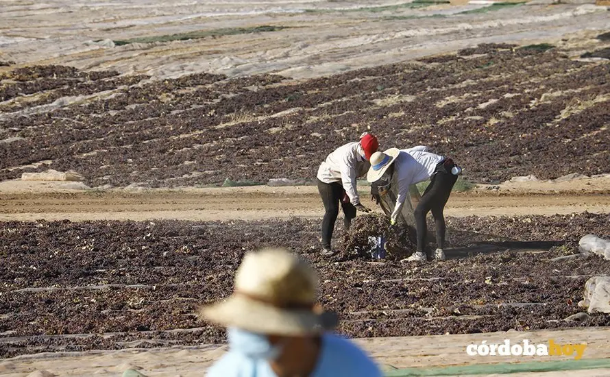 Paseras de la cooperativa de San Acacio, en Montemayor