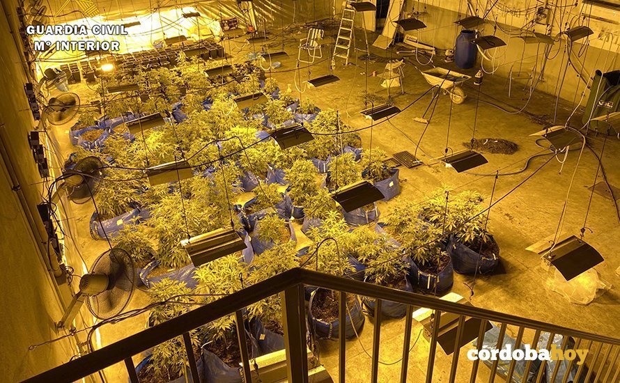 Plantación de marihuana en Encinas Reales