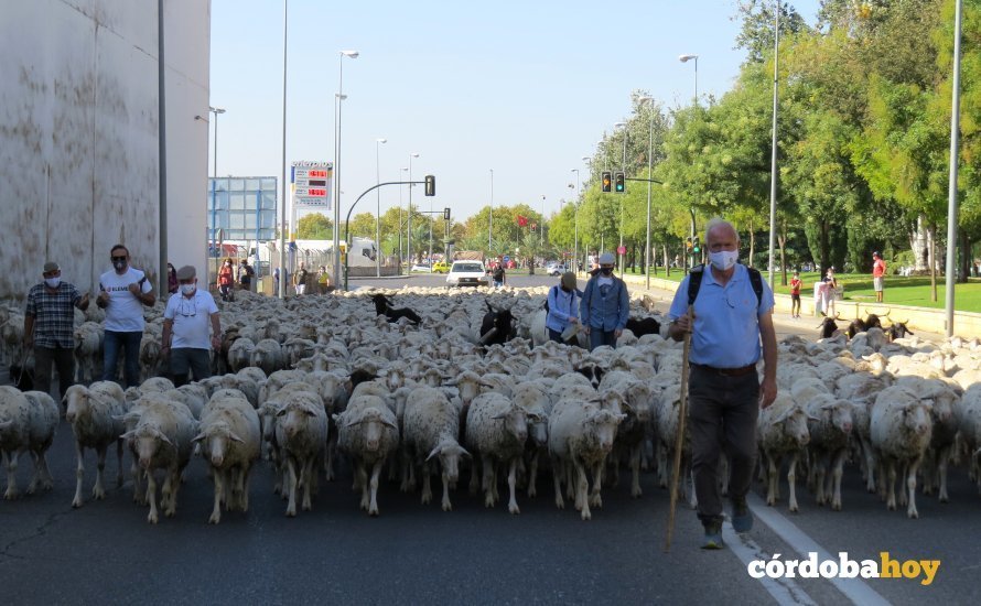 Balidos, cencerros y cagarrutas: 2.000 ovejas pasan por Córdoba en su  camino trashumante