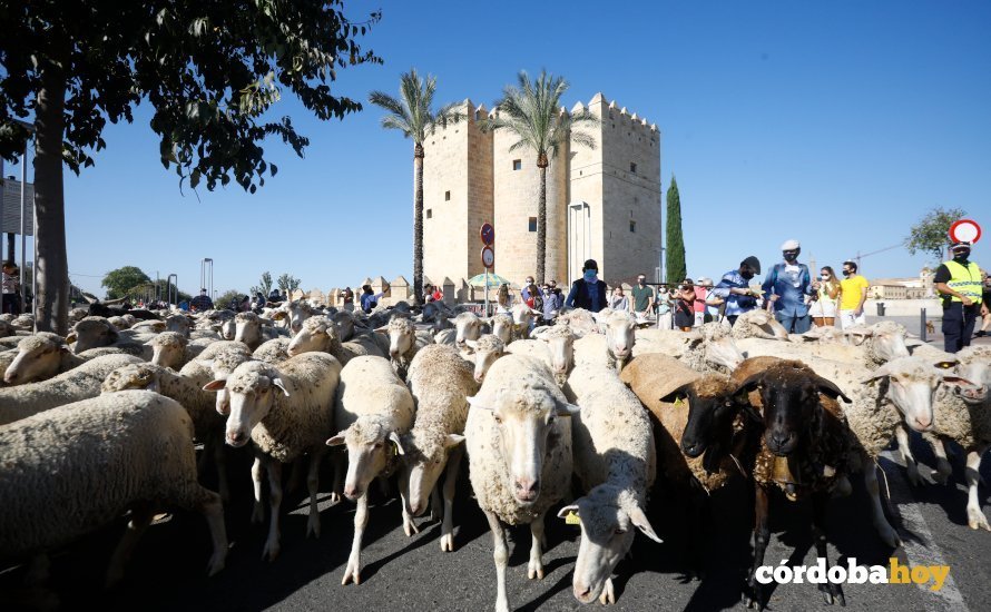 Balidos, cencerros y cagarrutas: 2.000 ovejas pasan por Córdoba en