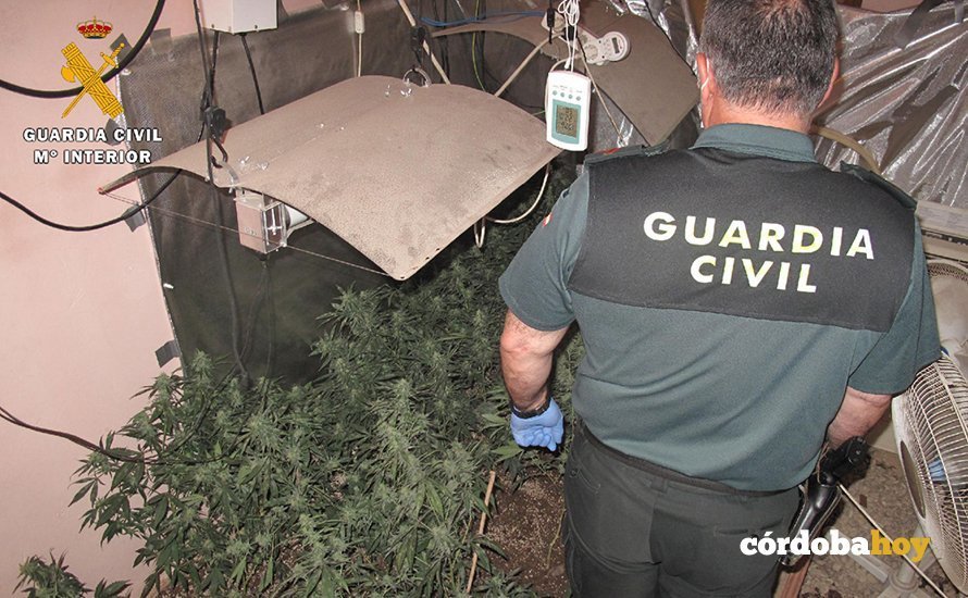 Marihuana aprehendida por la Guardia Civil en Montoro