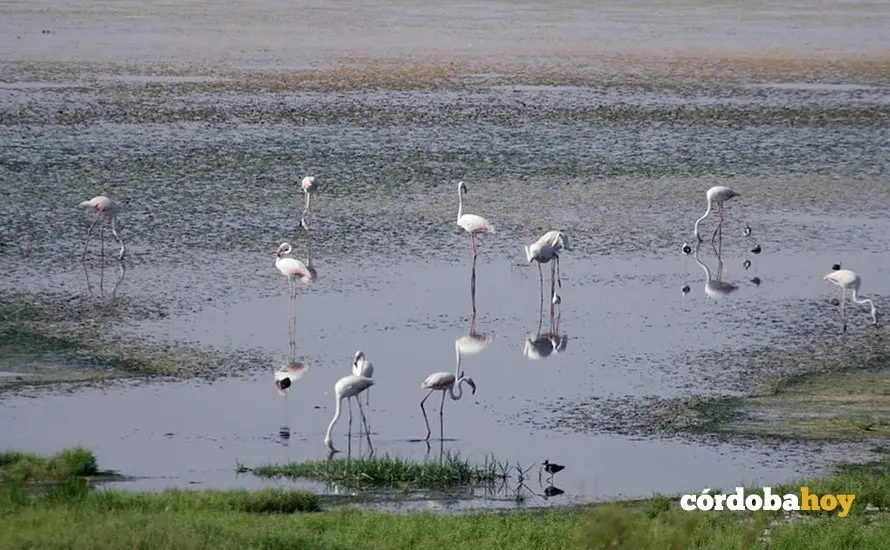 Flamencos en un humedal andaluz