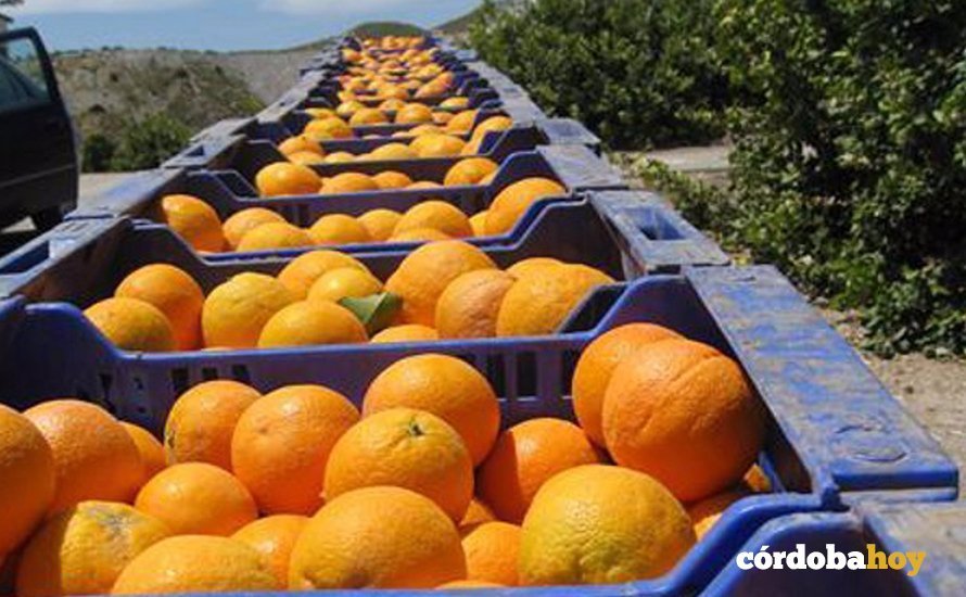 Naranjas De la Vega del Guadalquivir cordobesa