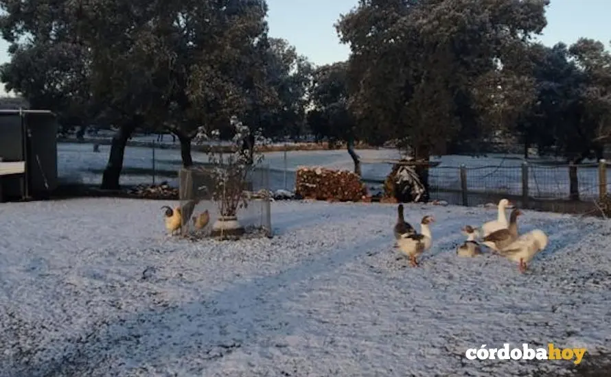 Nevada en Carde&ntilde;a
