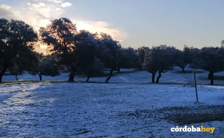 Mas nieve Carde&ntilde;a