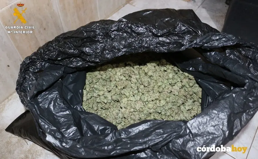 Marihuana requisada en Palma del R&iacute;o